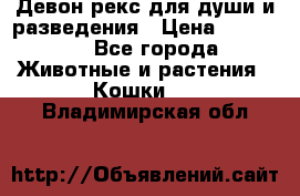Девон рекс для души и разведения › Цена ­ 20 000 - Все города Животные и растения » Кошки   . Владимирская обл.